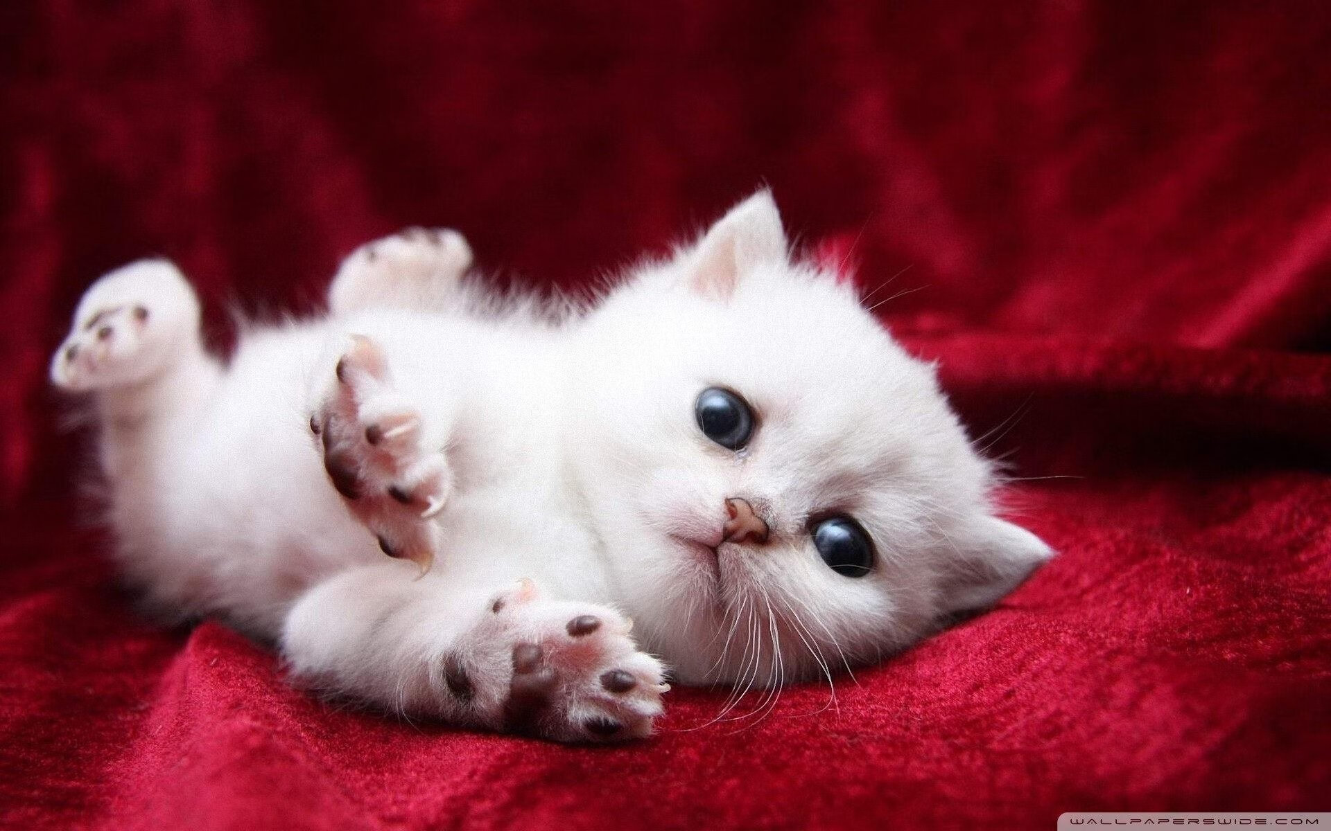 开云官方网站-WRC趣味花絮：比赛中的搞笑与感人瞬间，wrc精彩集锦