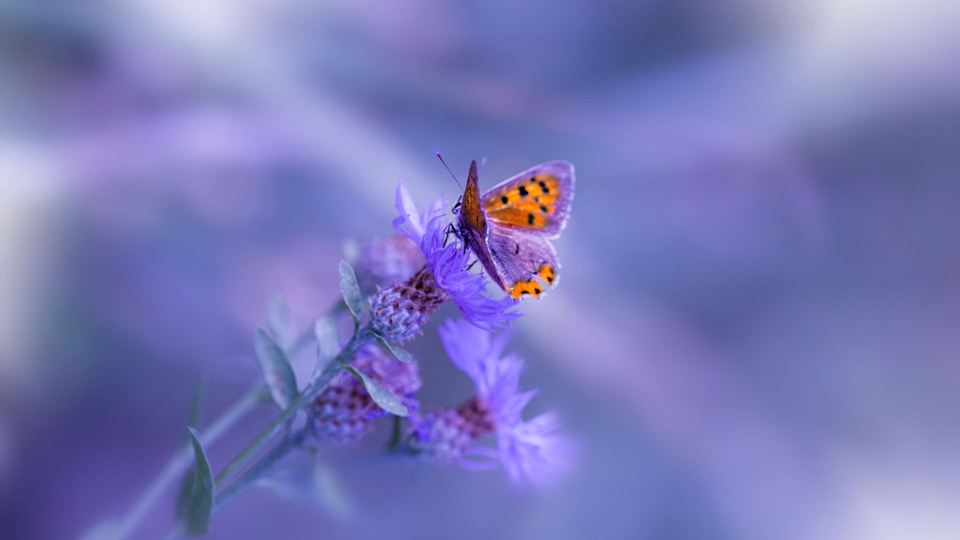 kaiyun体育app-_篮网团队默契配合，连续取胜_，篮网配合视频