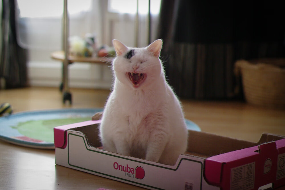 _都市绿道骑行节：绿色生活新风尚_，绿道骑行活动