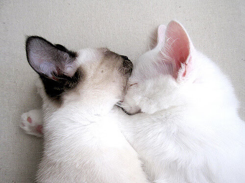 火箭队推出青年计划，未来之星开始崭露头角，火箭未来首轮签