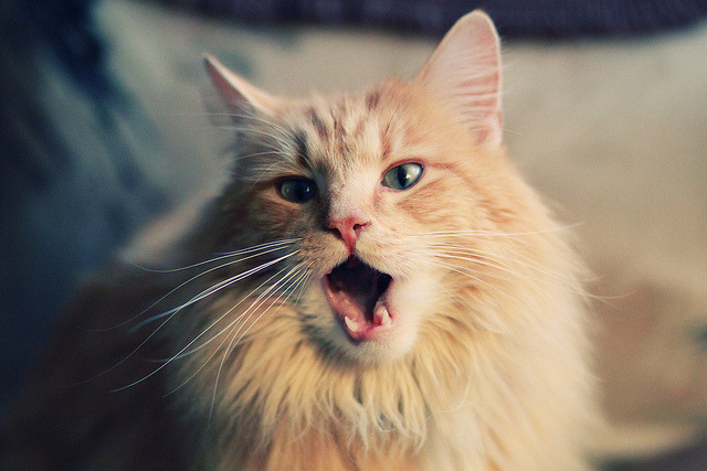 AC米兰客场不敌,再次遭遇失利,ac米兰v