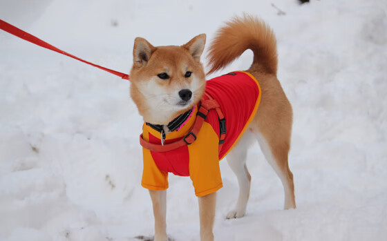 冬奥足球黑马？伊朗连胜三场稳居小组第一，奥运会伊朗队