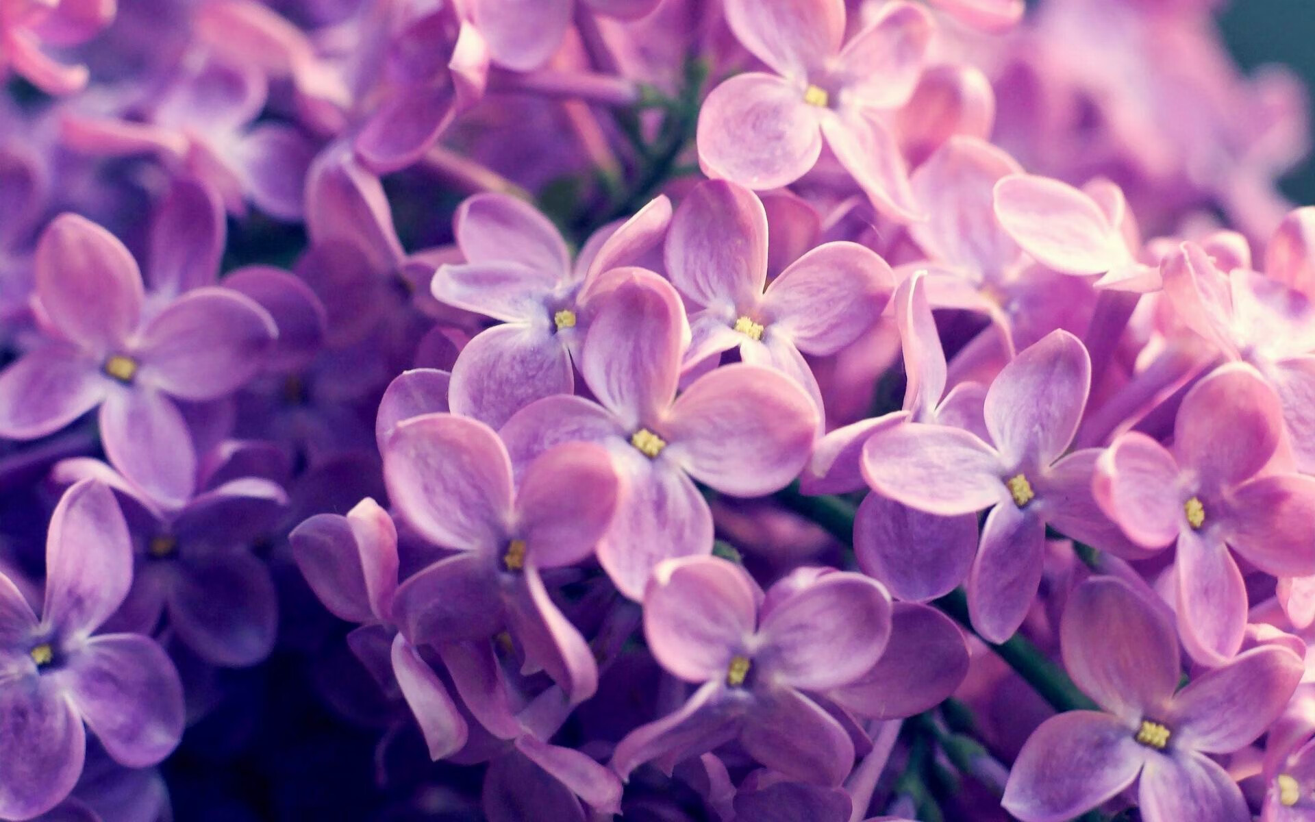 南安普顿客场告捷谢菲联，保持连胜，南安普顿 足球队