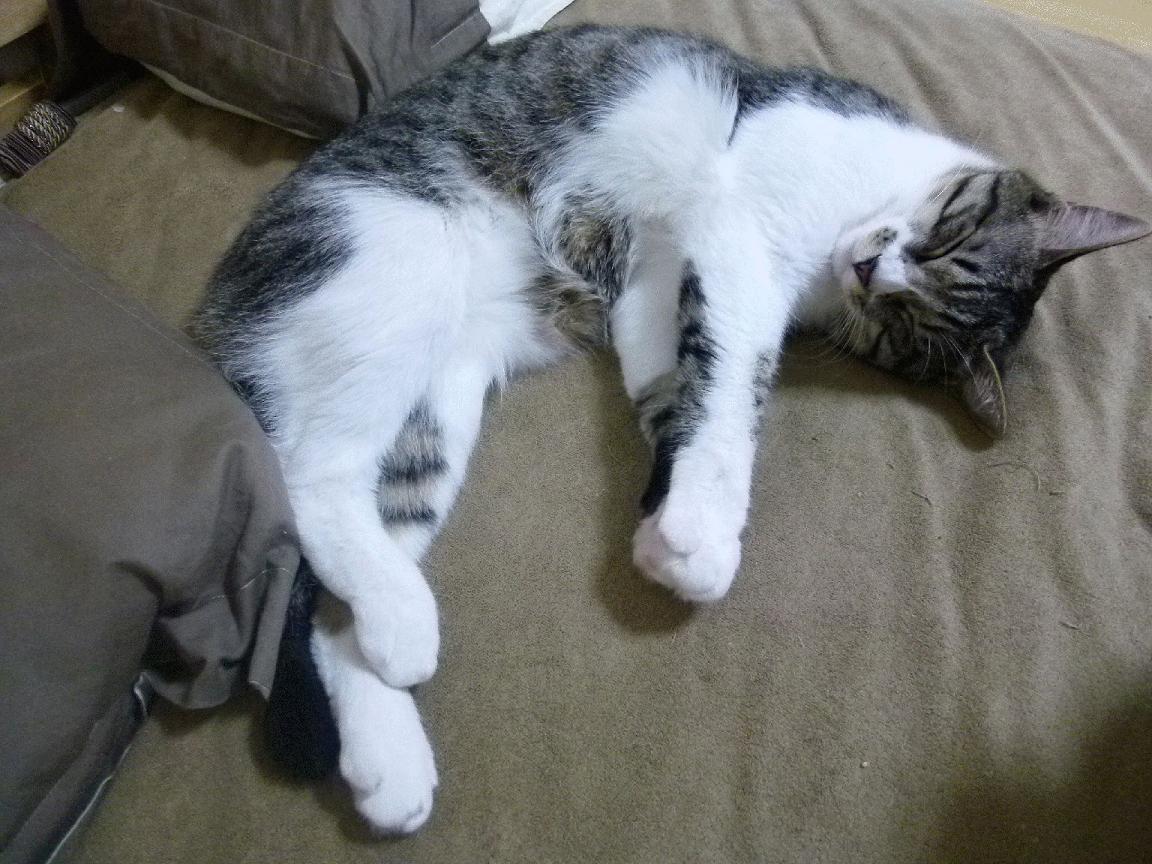 开云官方网站-圣埃蒂安俱乐部战胜对手，表现稳健有力，圣埃蒂安球迷