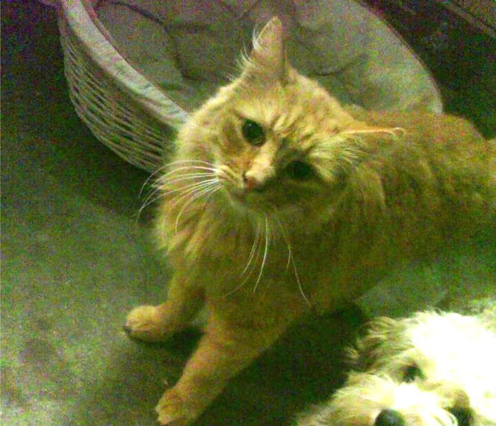 奥斯汀马刺新秀突破表现亮眼，马刺签下奥卡福