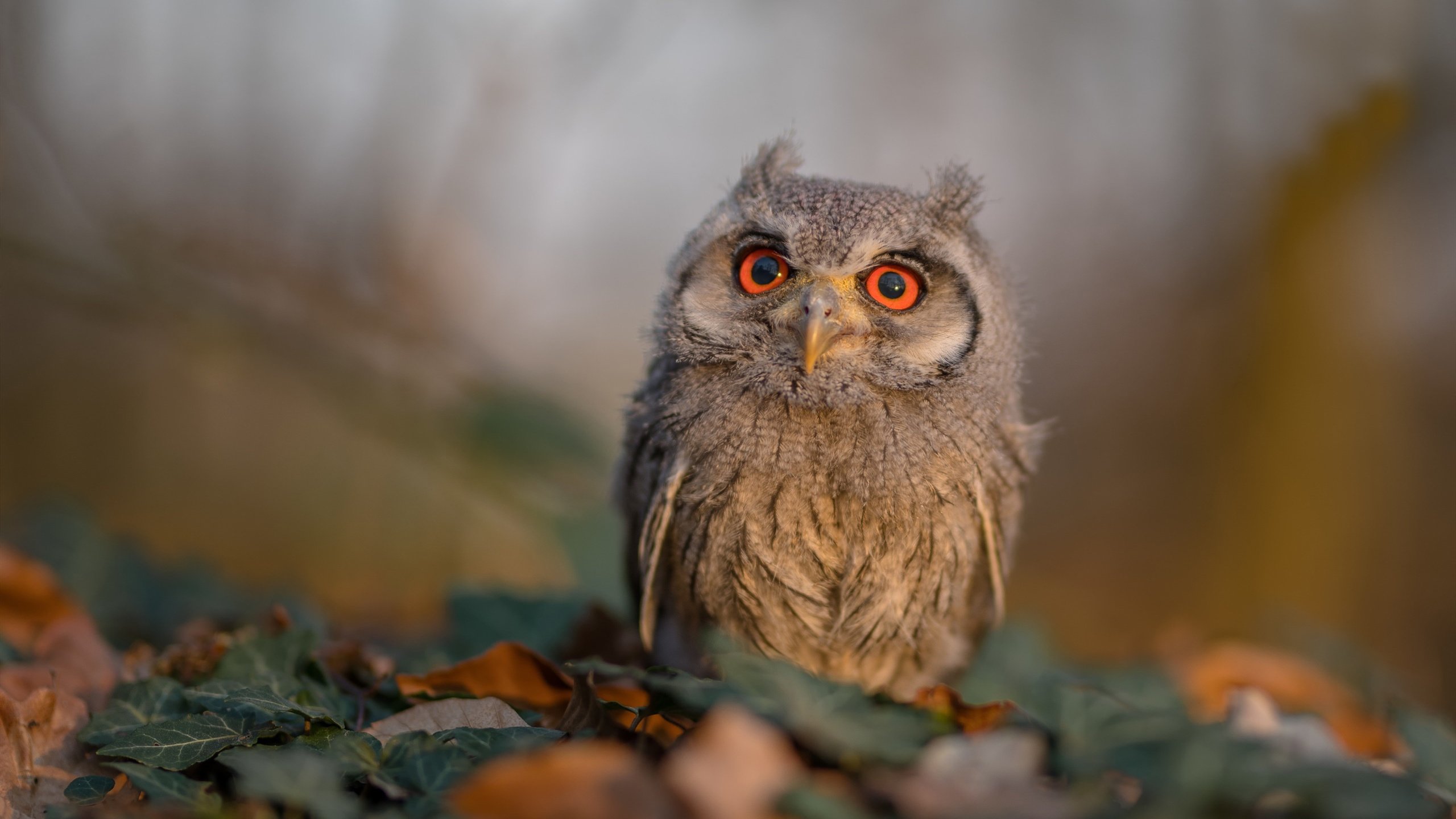 巴西队势如破竹，欧洲杯前景一片暗淡，2020欧洲杯巴西足球队