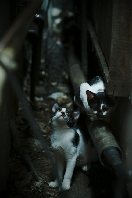 开云·体育官网-巴萨主场4-1大胜赫塔费，状态回暖，巴萨vs赫塔菲视频回放