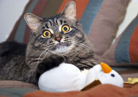 开云官网APP下载-巴西队在2024年南美世界排名赛中表现出色，巴西队什么时候才能夺冠