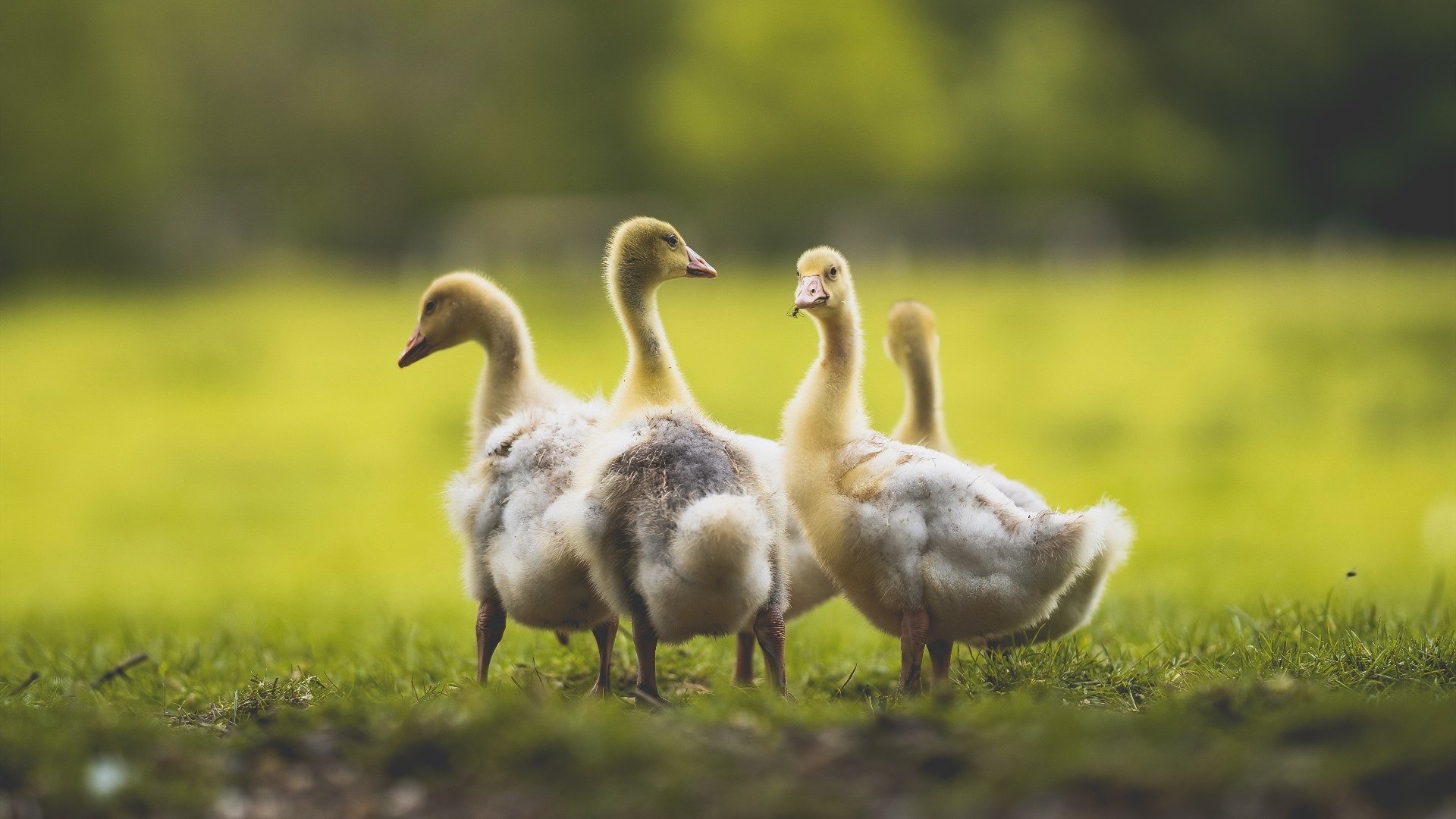 开云官方网站-步行者队当家球星完美诠释团队合作精神，步行者球队球员名单