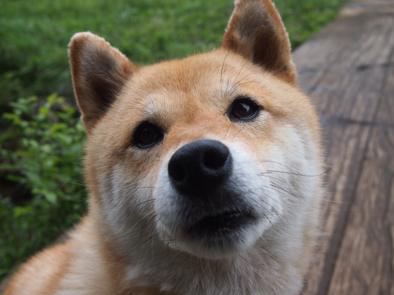 步行者队主力球员复出,球队战力大增,步行者球员最新名单