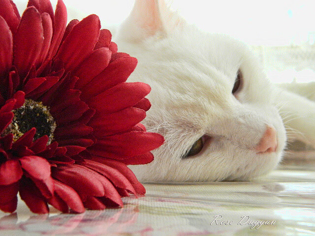 皇马全力奋战，成功晋级欧冠四强，皇马称霸欧冠