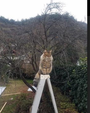 世界足球审判:裁判判罚引发的争议聚焦,世界最强足球裁判