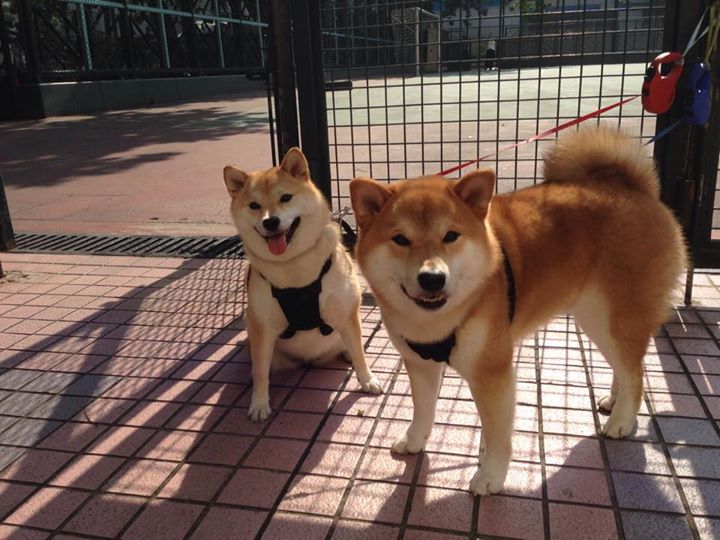 世界足球审判:裁判判罚引发的争议聚焦,世界最强足球裁判