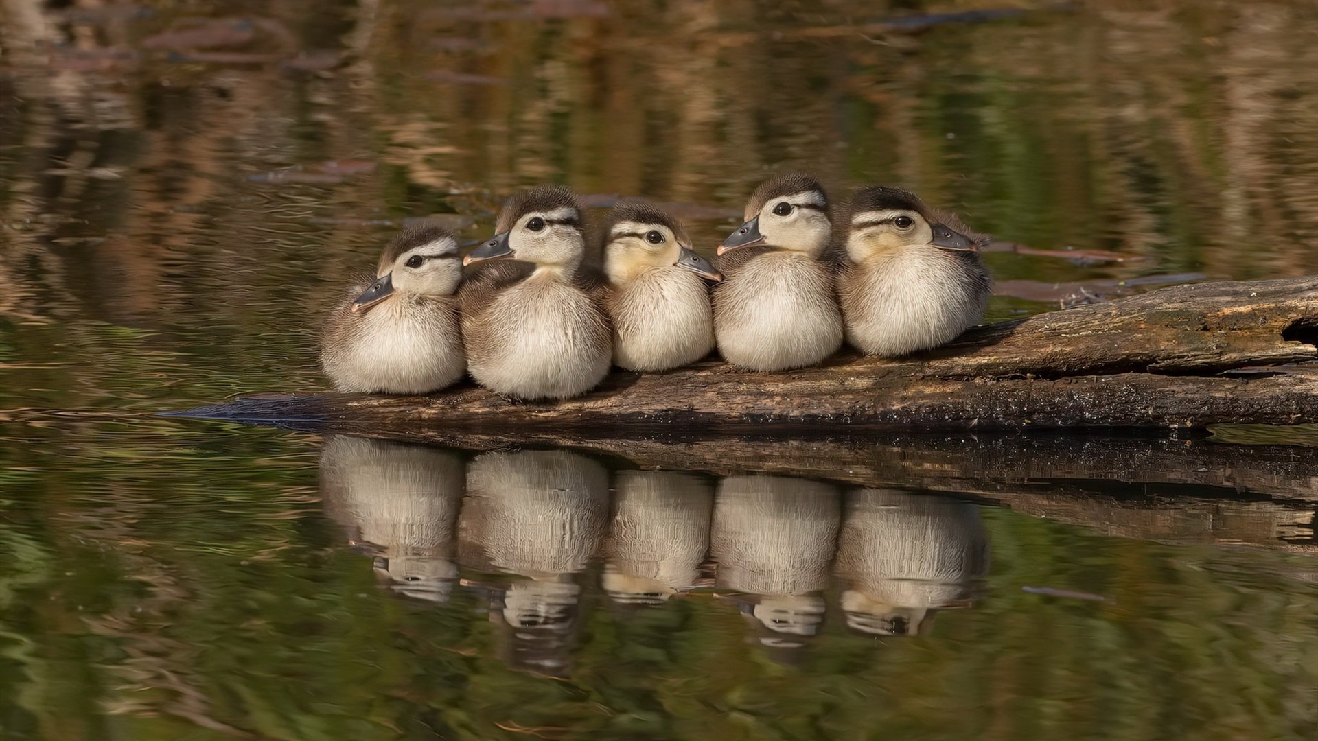 kaiyun官方入口登录-中美蝶泳选手分段速度变化对比图，蝶泳 比赛