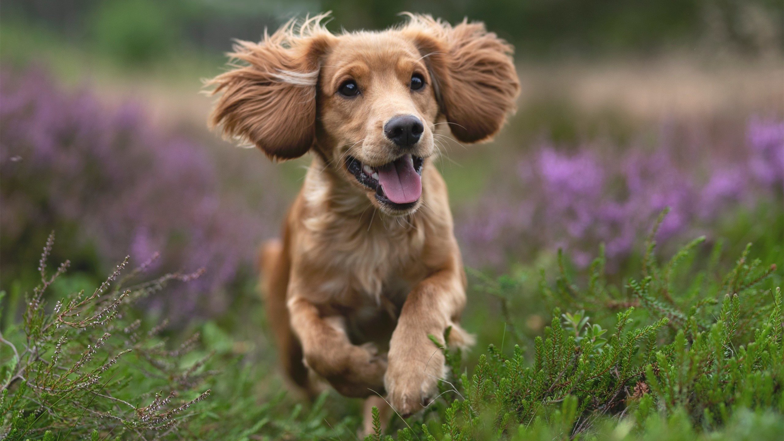 开云中国-仰泳技术动作流畅度评分，仰泳动作分解
