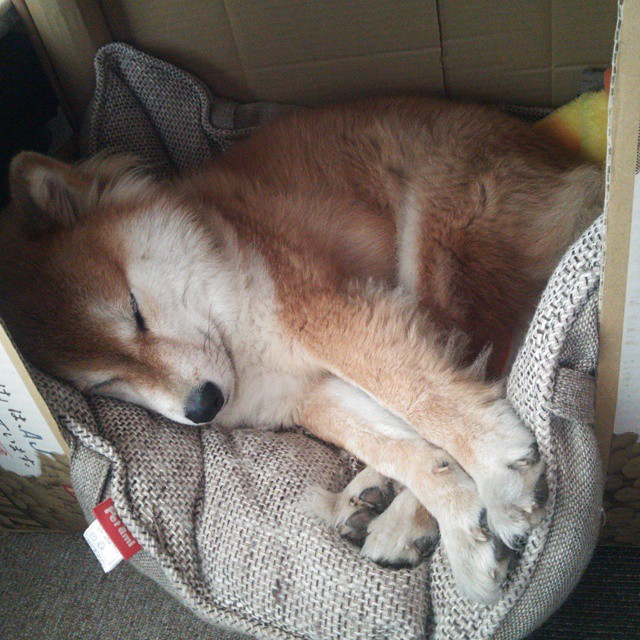 美洲杯杀手锏：逆境中诞生的英雄瞬间，美洲杯柜