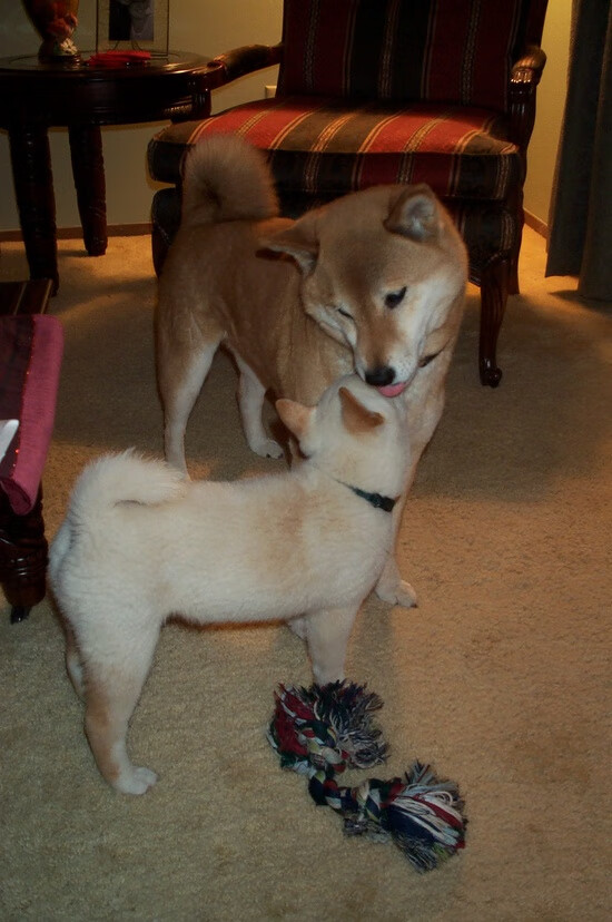 麦金托什全程保持领先节奏展现霸气,麦金托什么